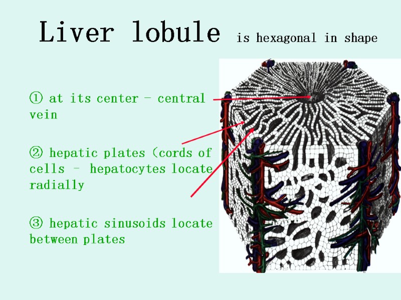 Liver lobule is hexagonal in shape    ① at its center -